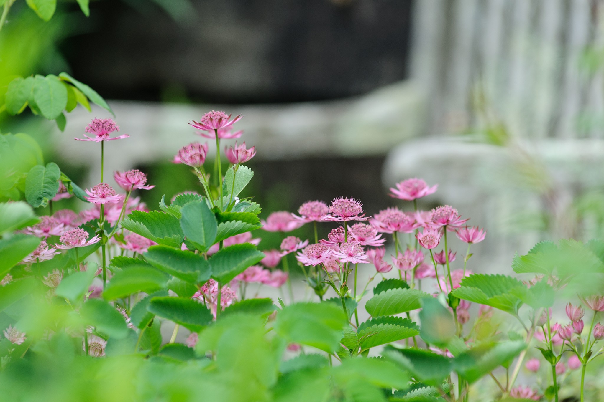 Astrantia 'Roma'