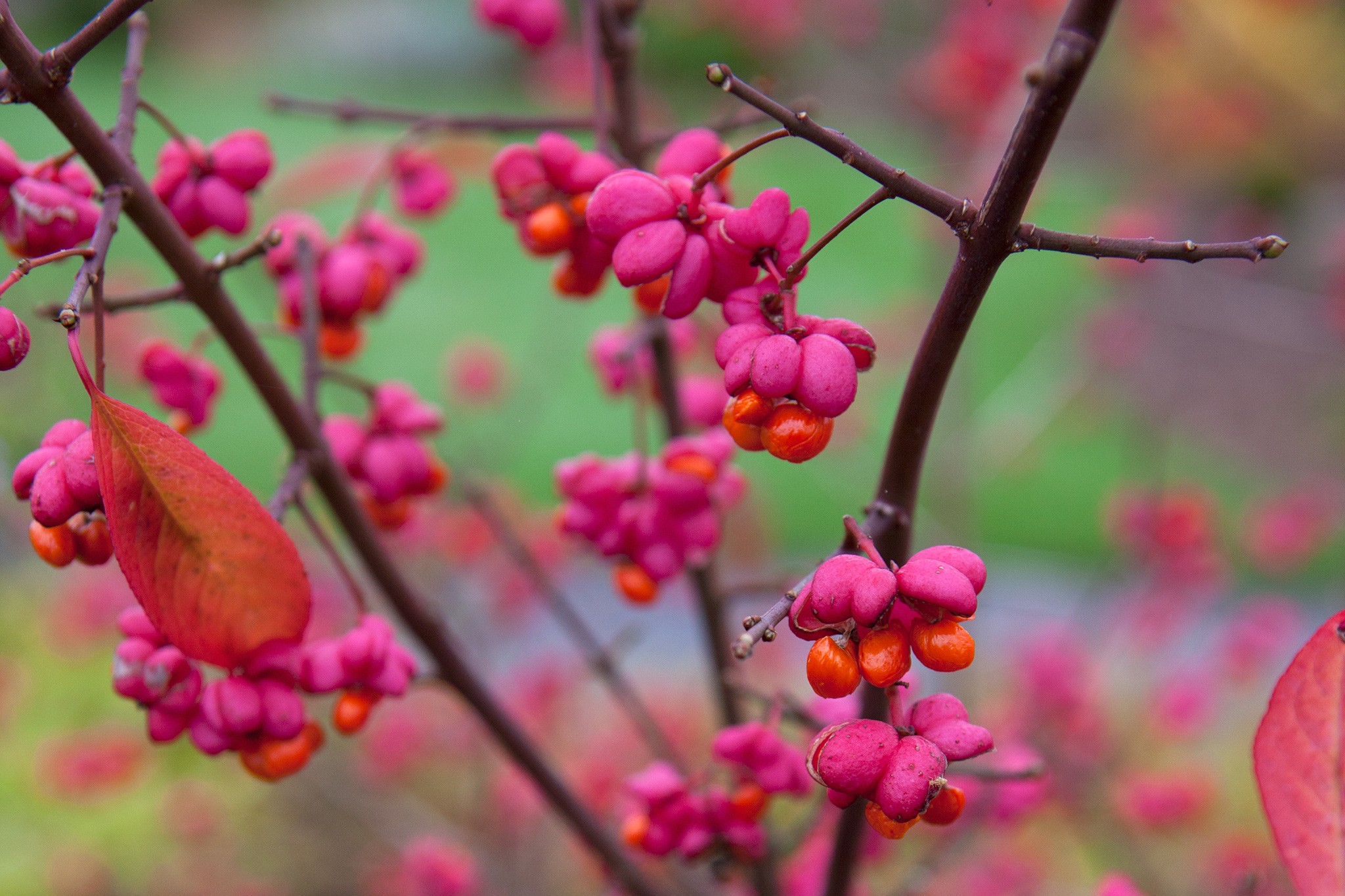 Euonymus europaeus