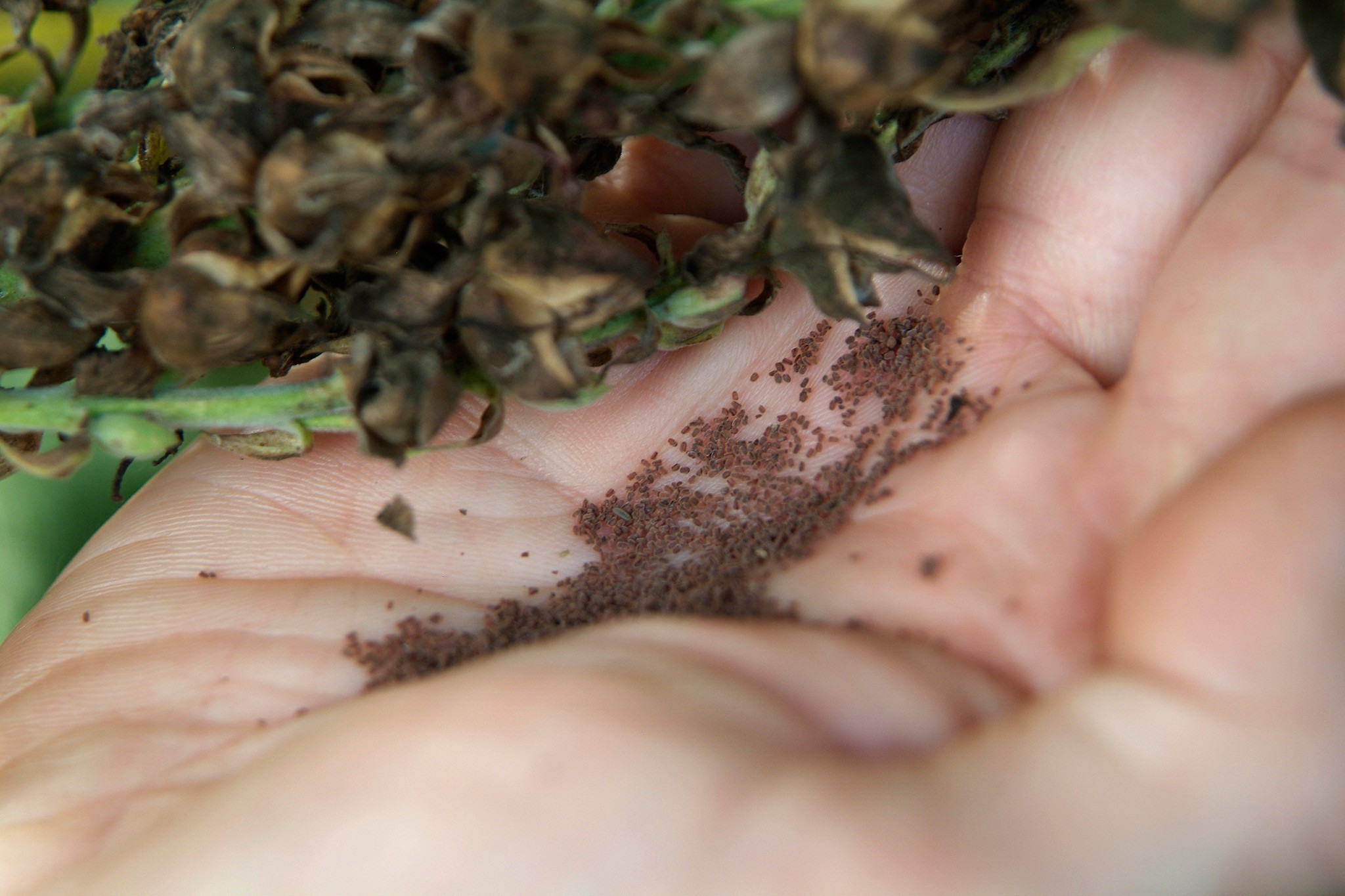 Collecting foxglove seed