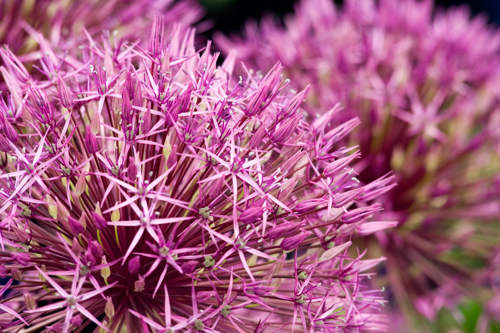 Allium 'Purple Rain'