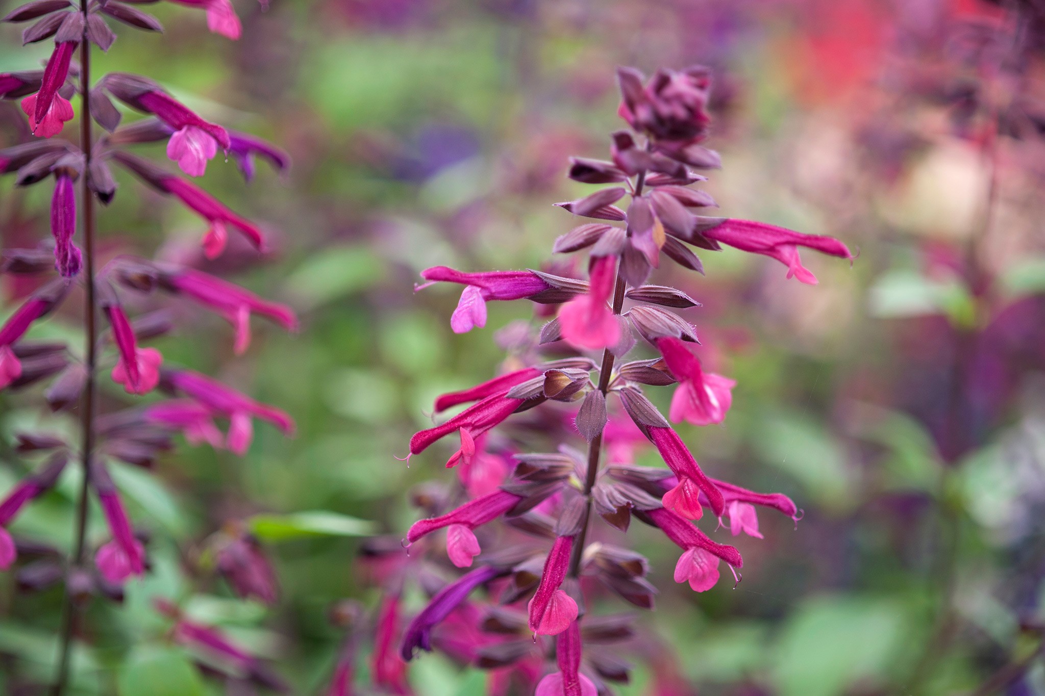 20 spectacular salvias to grow