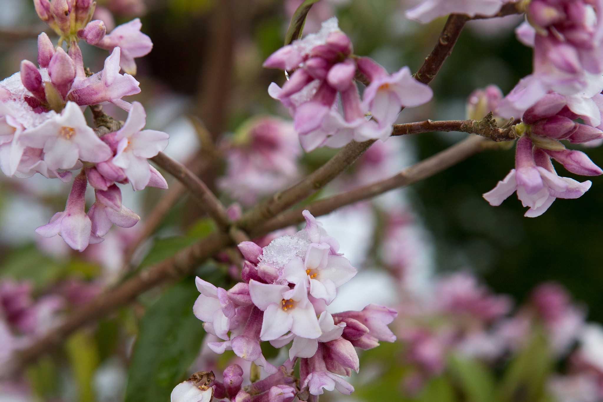 Daphne bholua 'Jacqueline Postill'