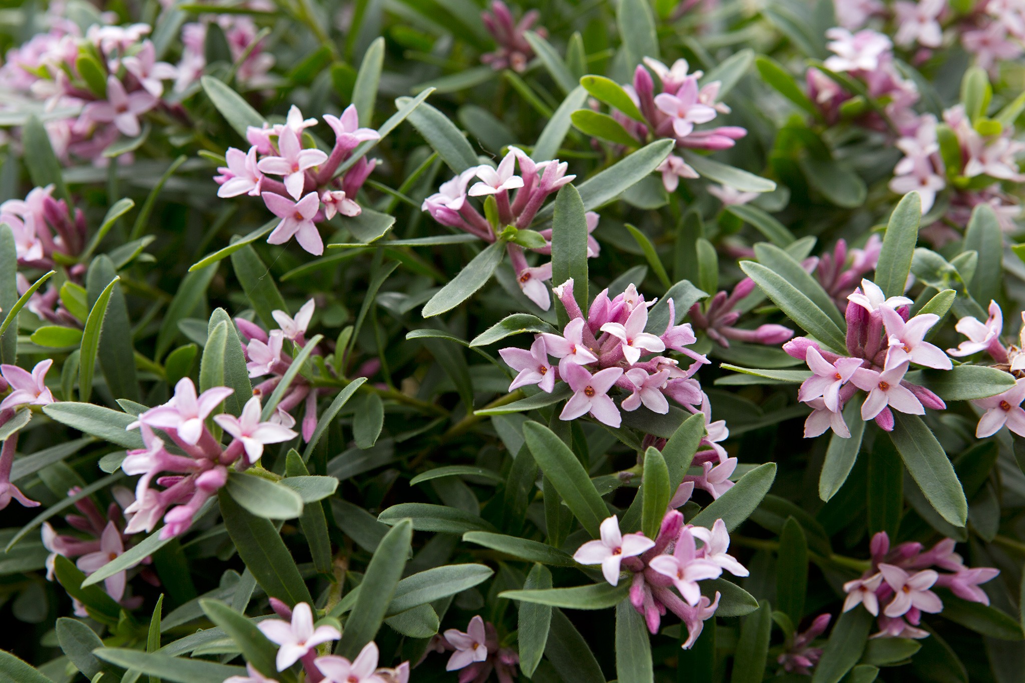 Daphne x transatlantica 'Pink Fragrance'