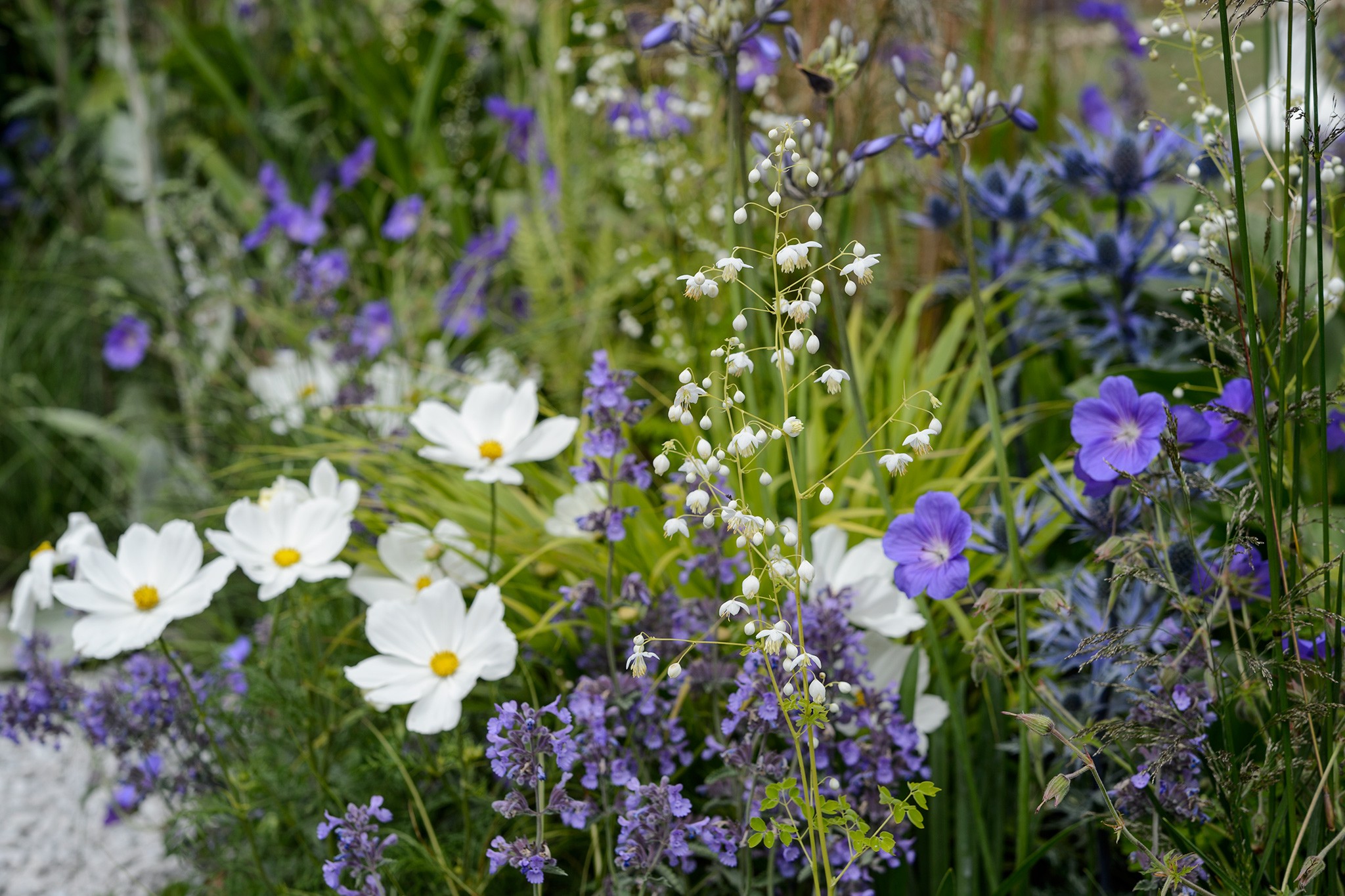 Cosmos with blue flowers