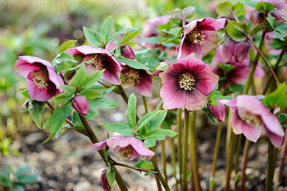 Best hellebores to grow - Hellebore hybrids