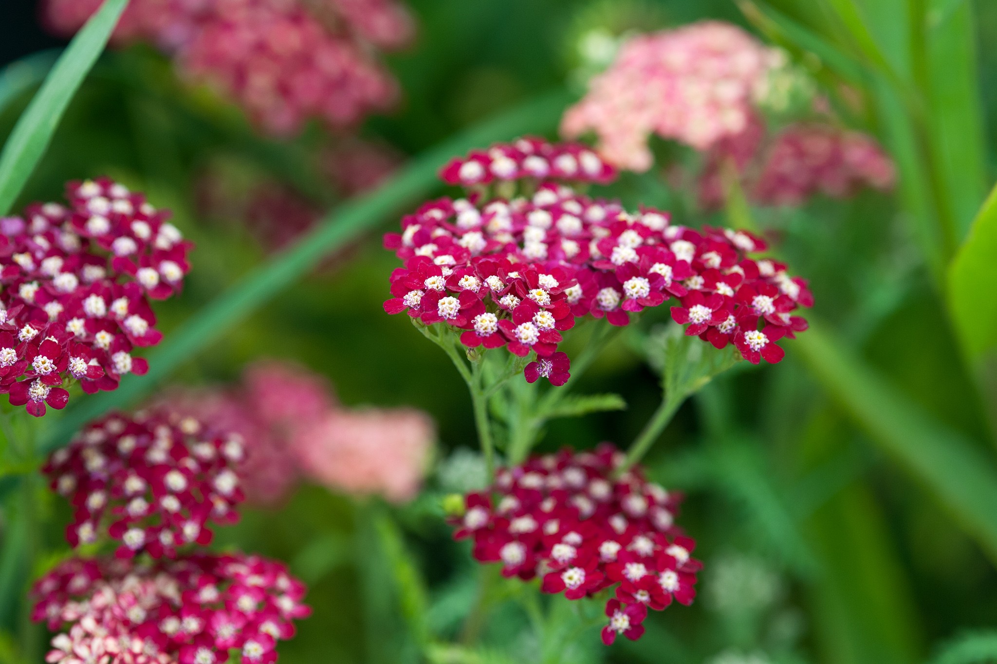 Achillea 'Petra'