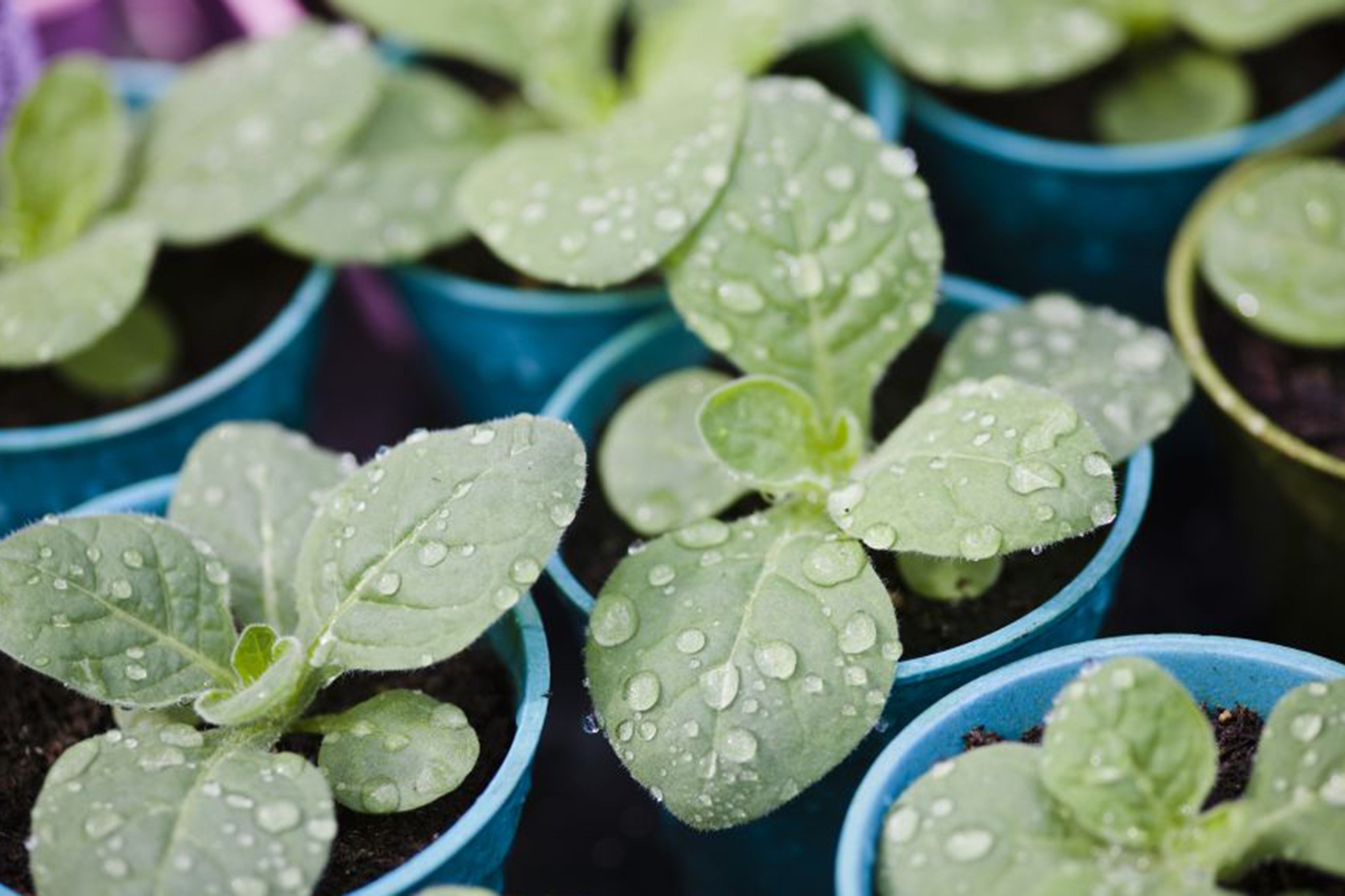 Young nicotiana plants