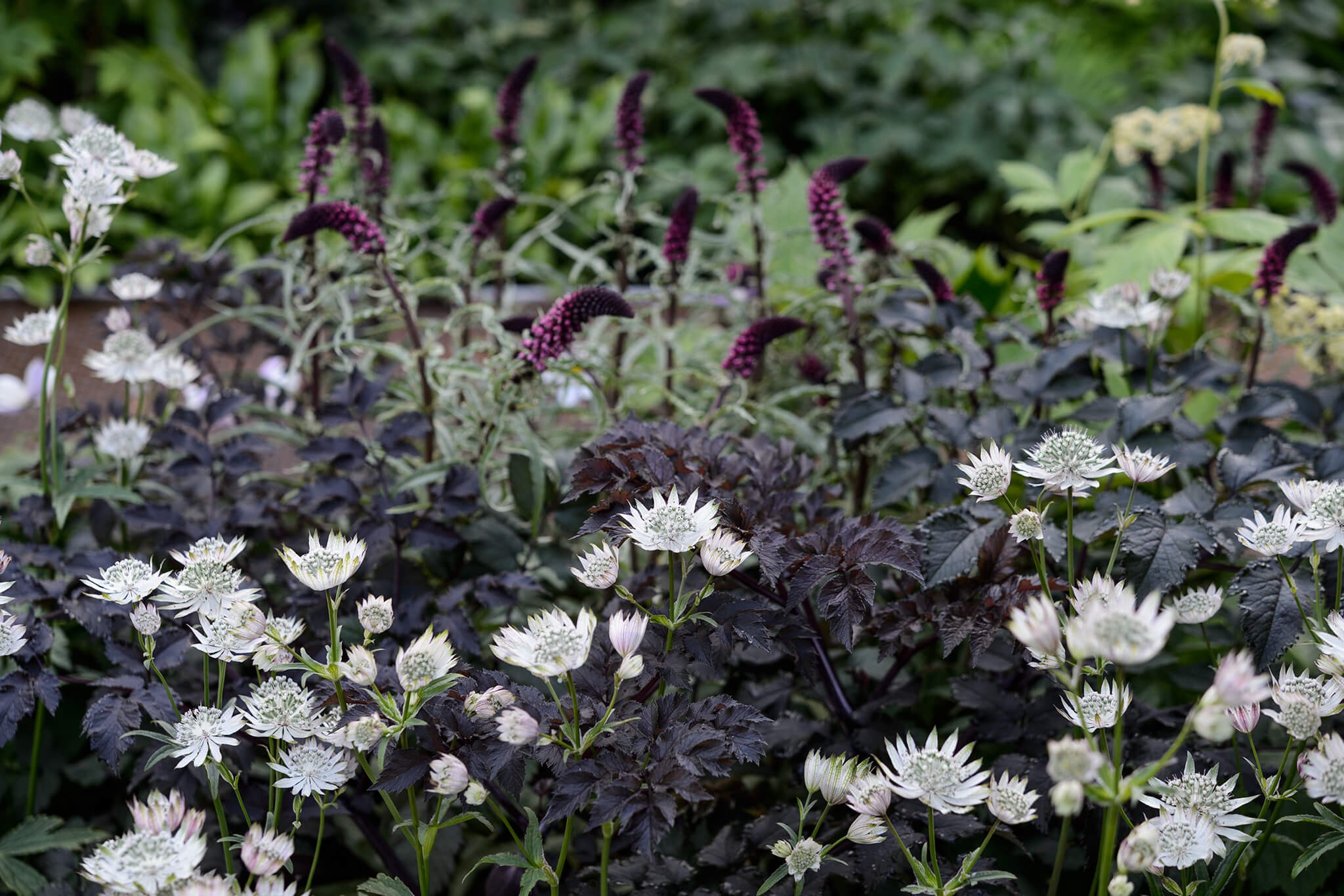 White astrantias with elder and lysimachias