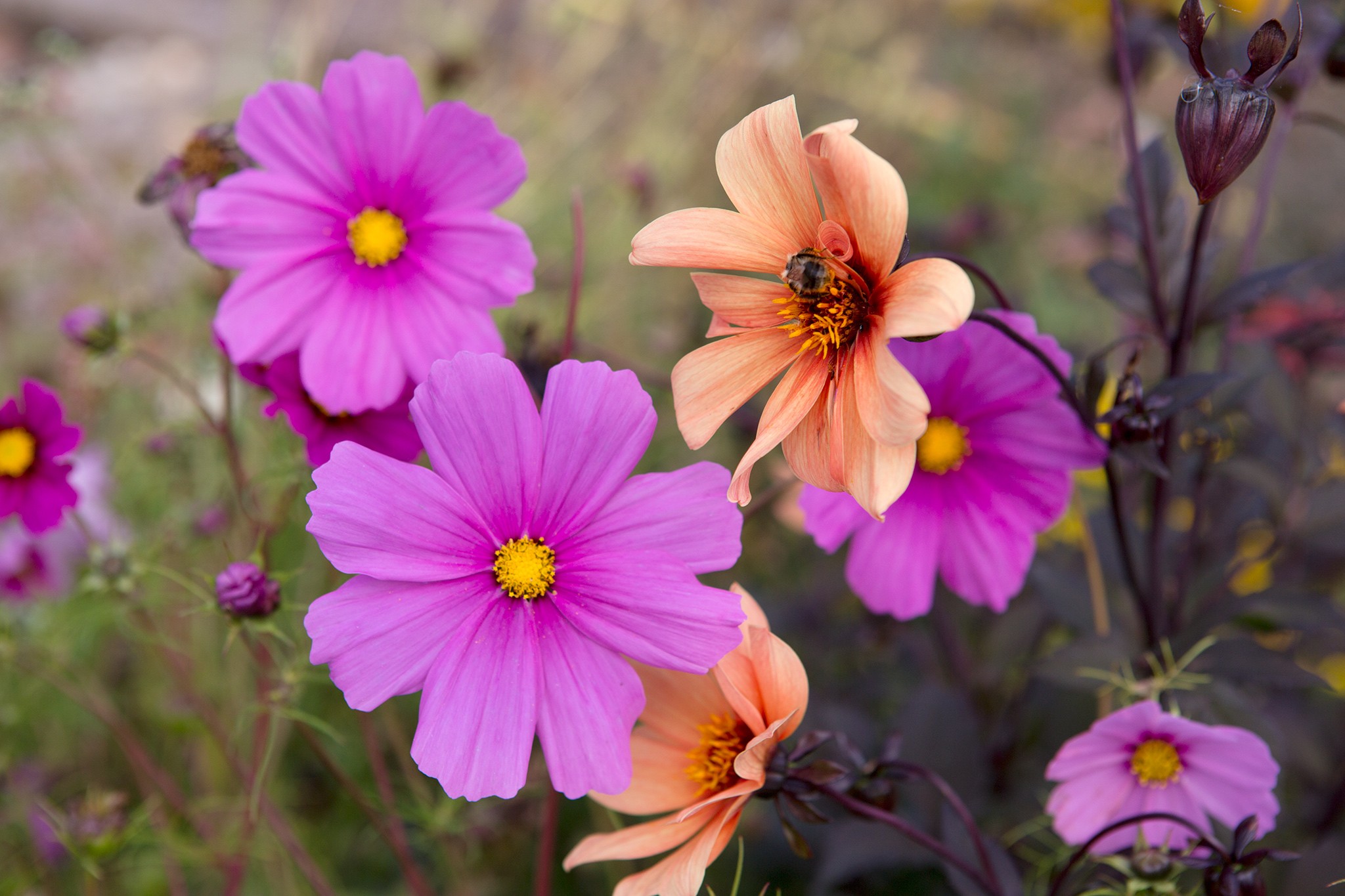 Cosmos and dahlia