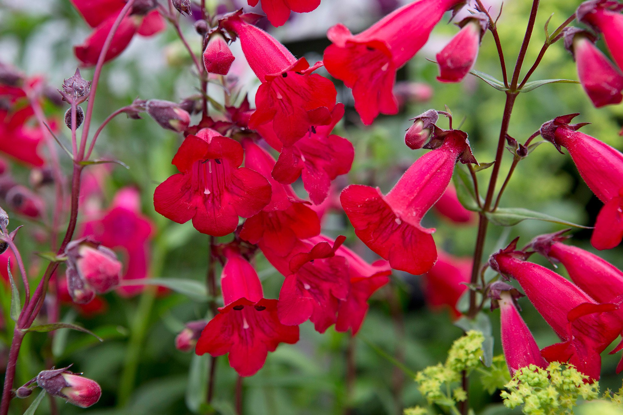 Penstemon 'Razzle Dazzle'