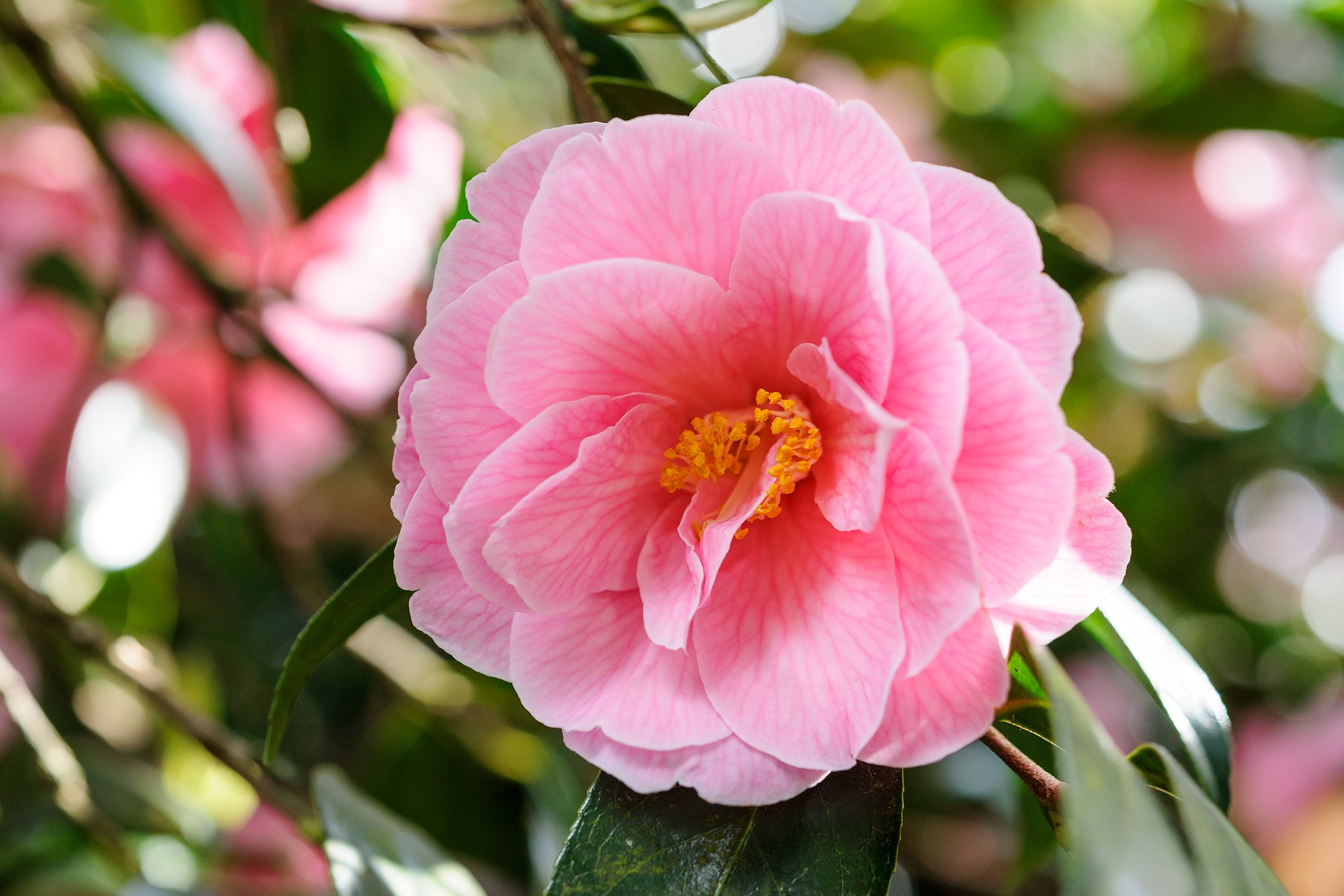 Camellia x williamsii 'Donation'