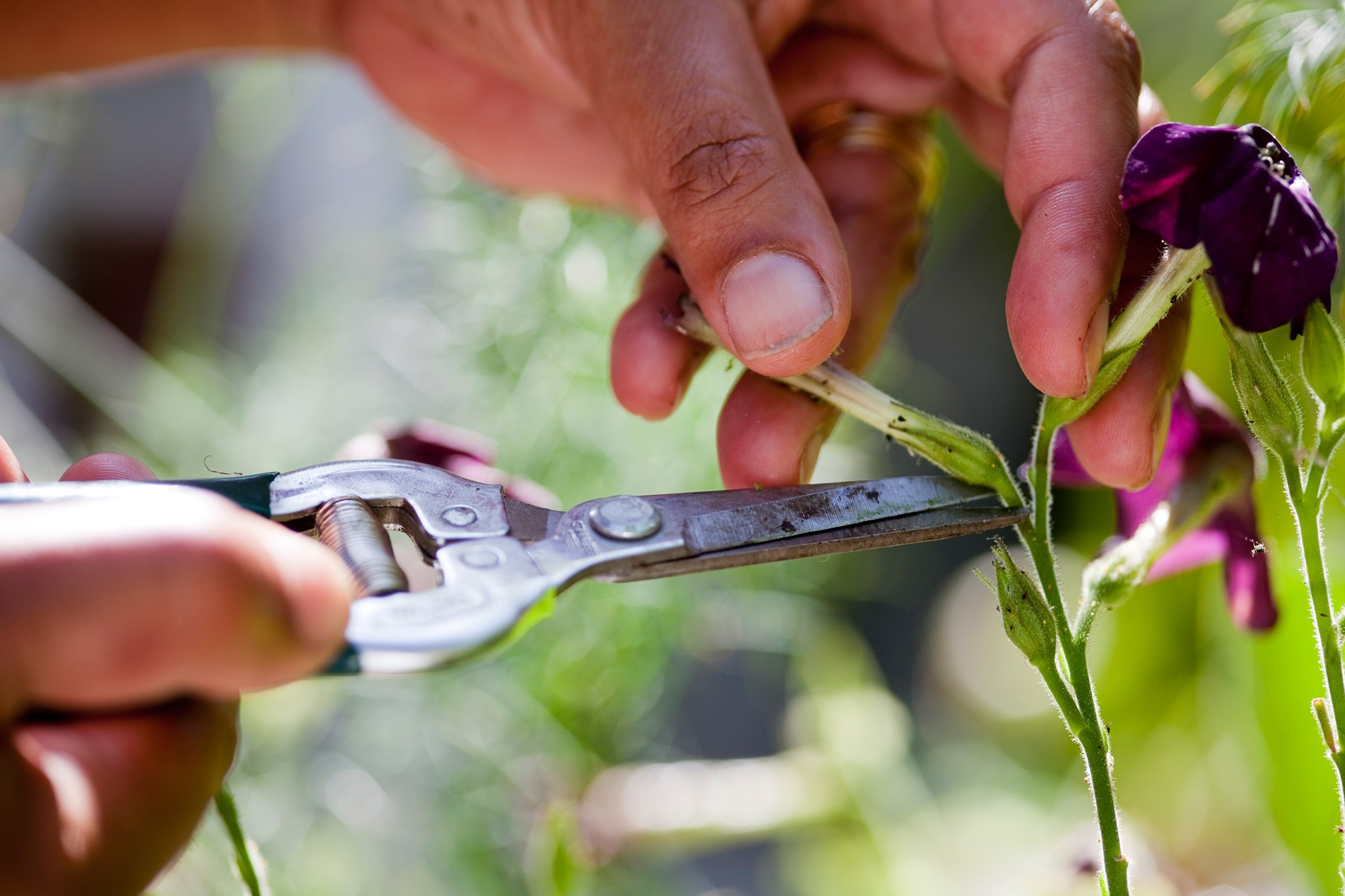 Deadheading nicotiana