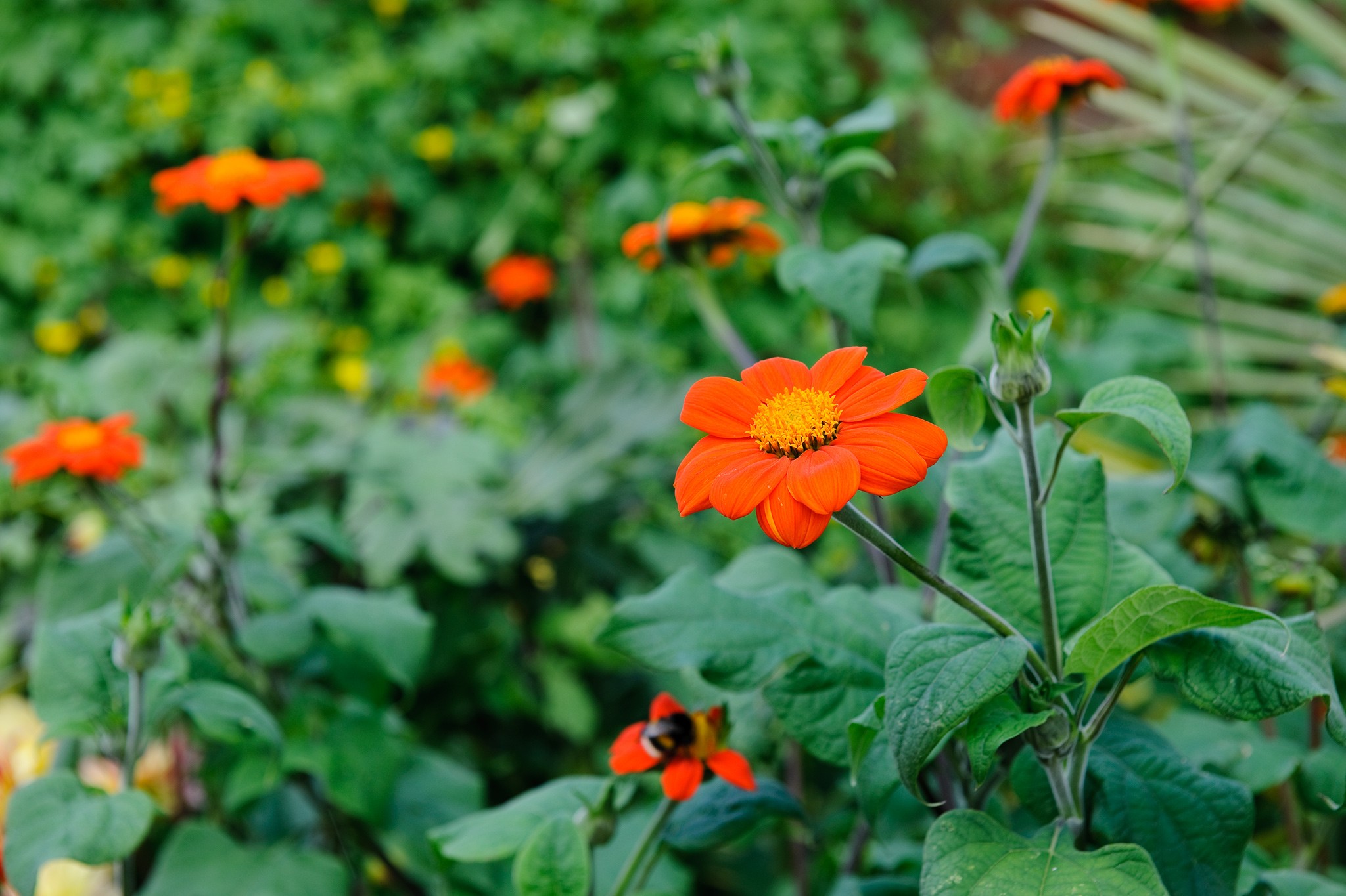 Mexican sunflower, Tithonia rotundifolia