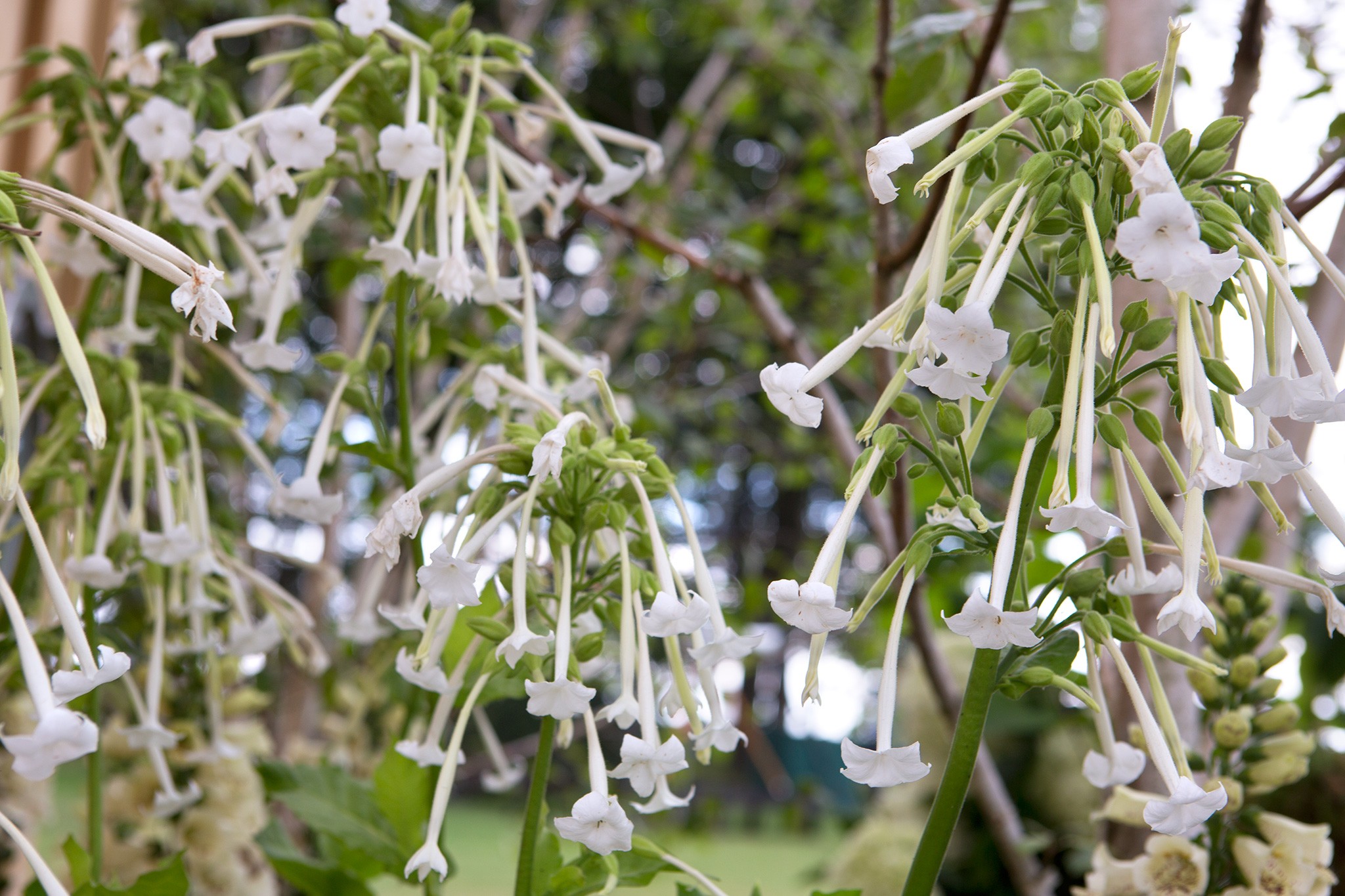 Nicotiana sylvestris (tobacco plant)