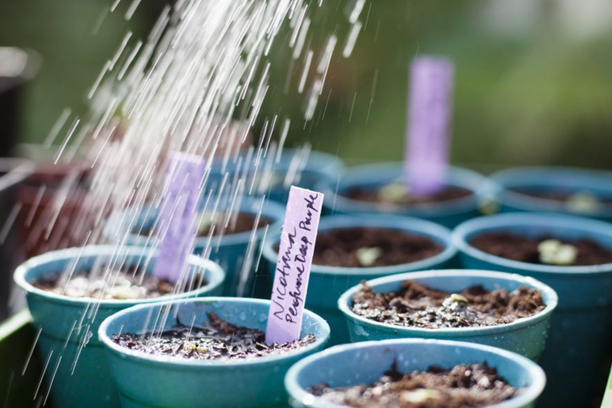 Watering nicotiana seedlings