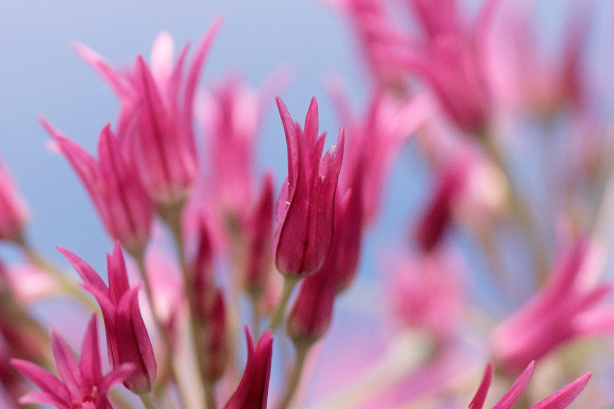 Allium falcifolium