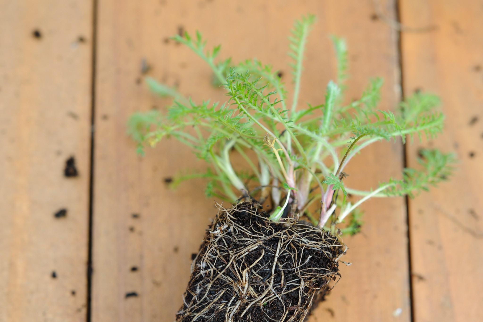 Young achillea plant