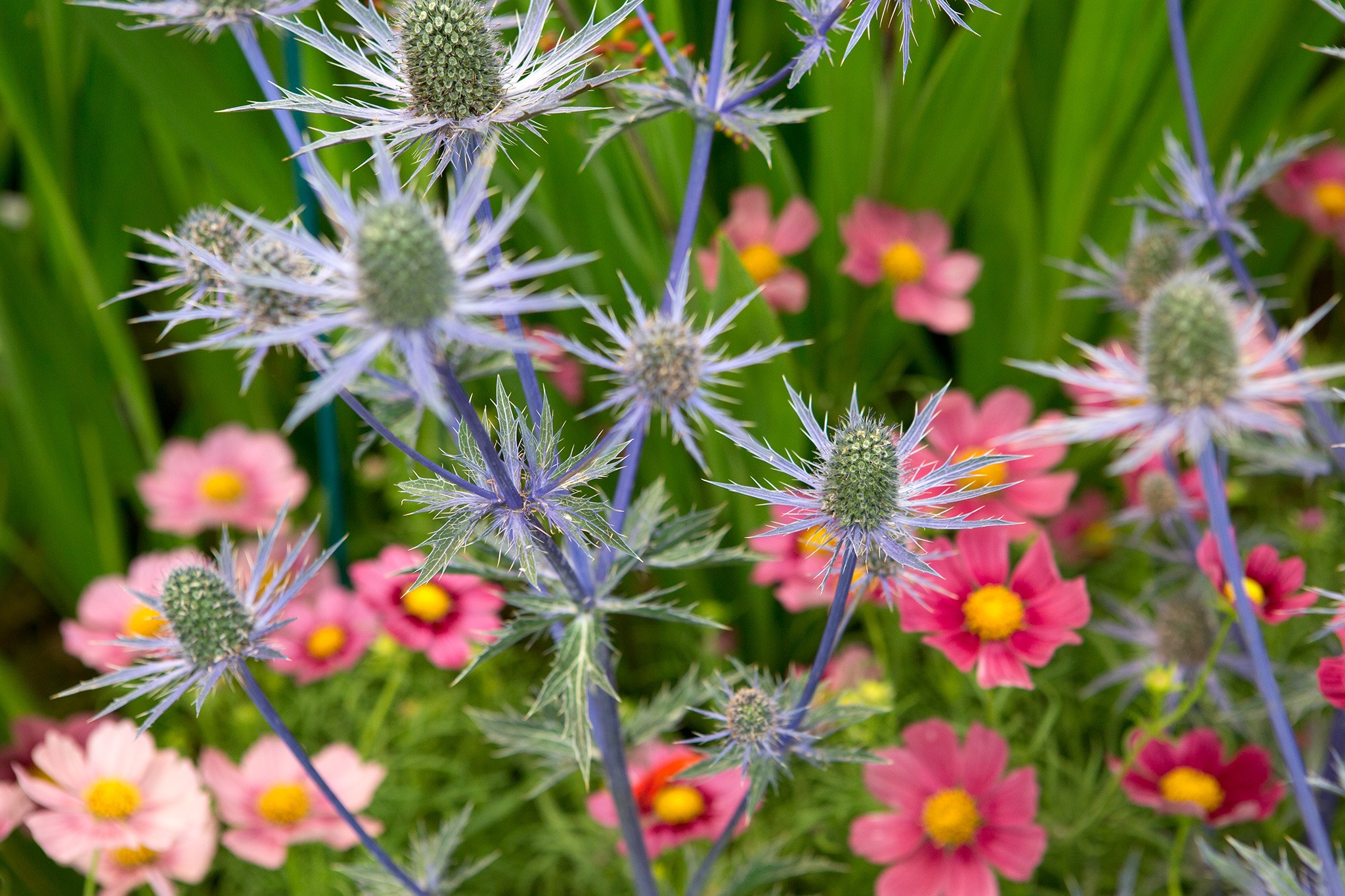 Cosmos and eryngium