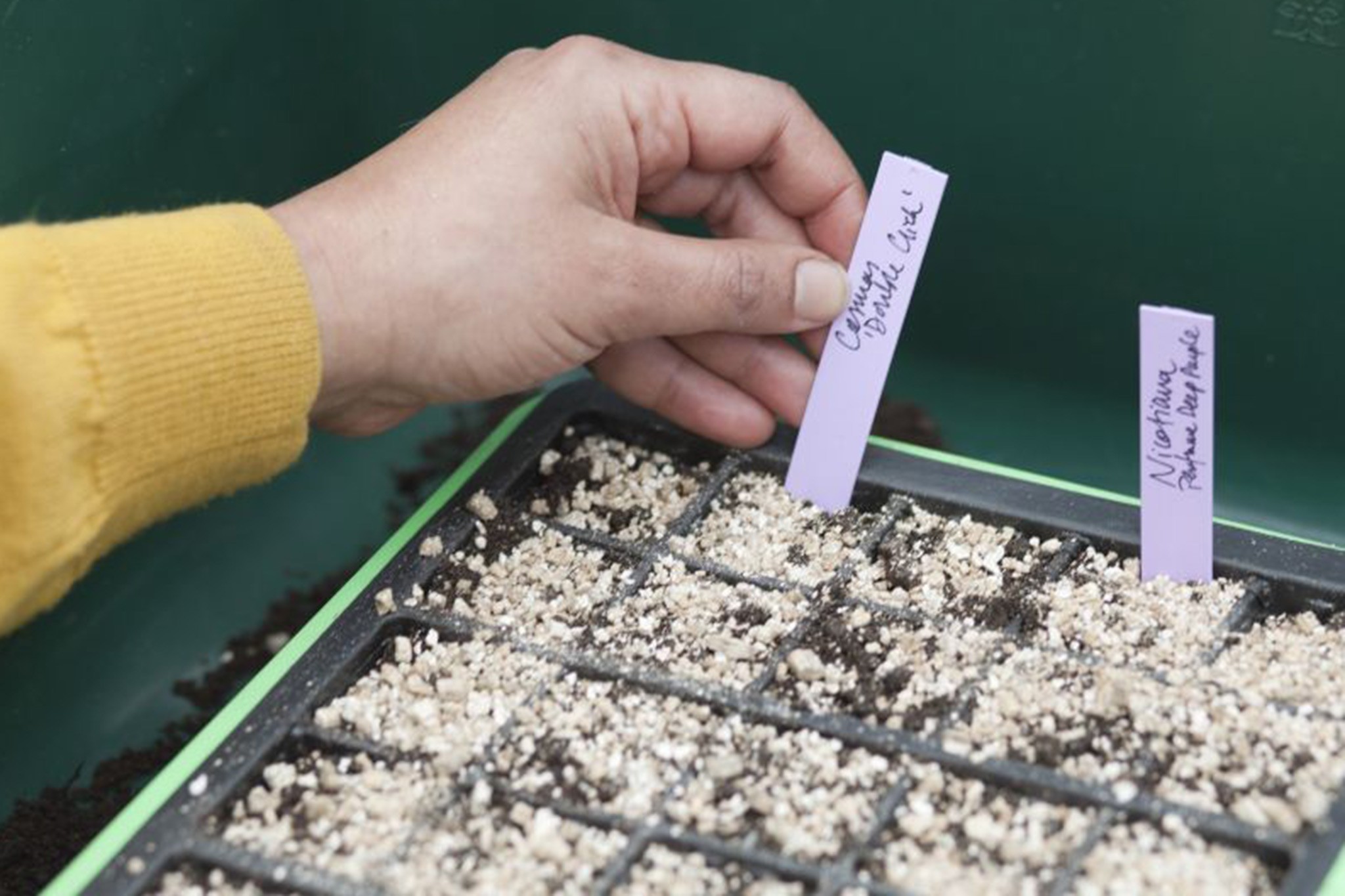 Labelling newly sown nicotiana seeds