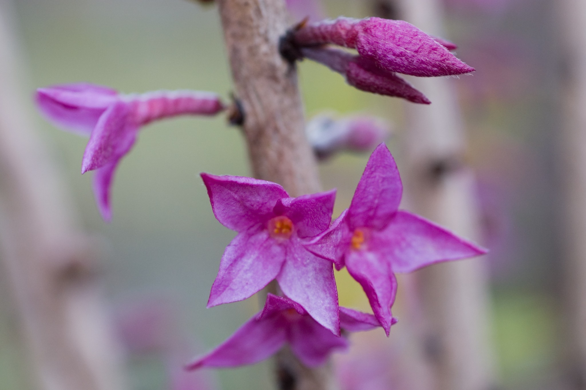 Daphne mezereum in flower