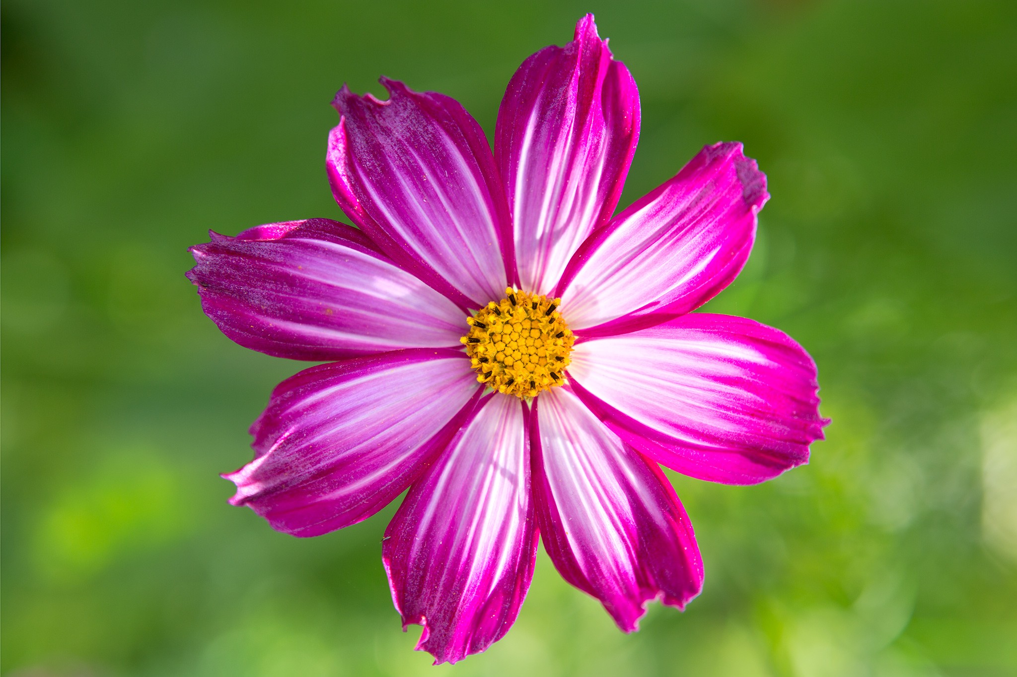 Pink single-flowered cosmos