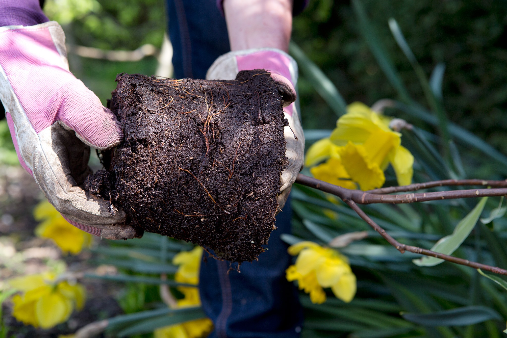 How to plant a flowering evergreen shrub - teasing out the roots