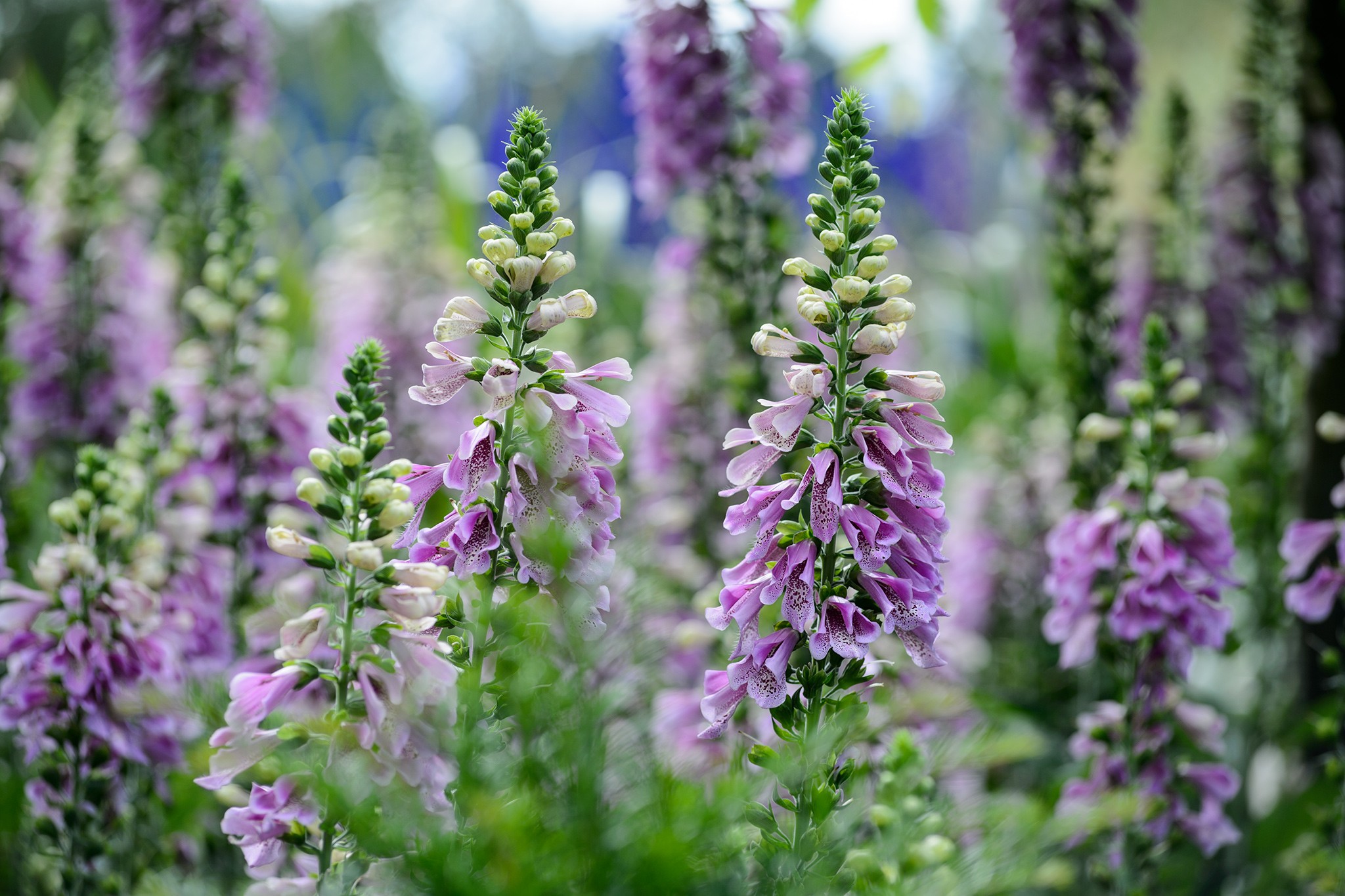 Foxgloves growing en masse in a big border