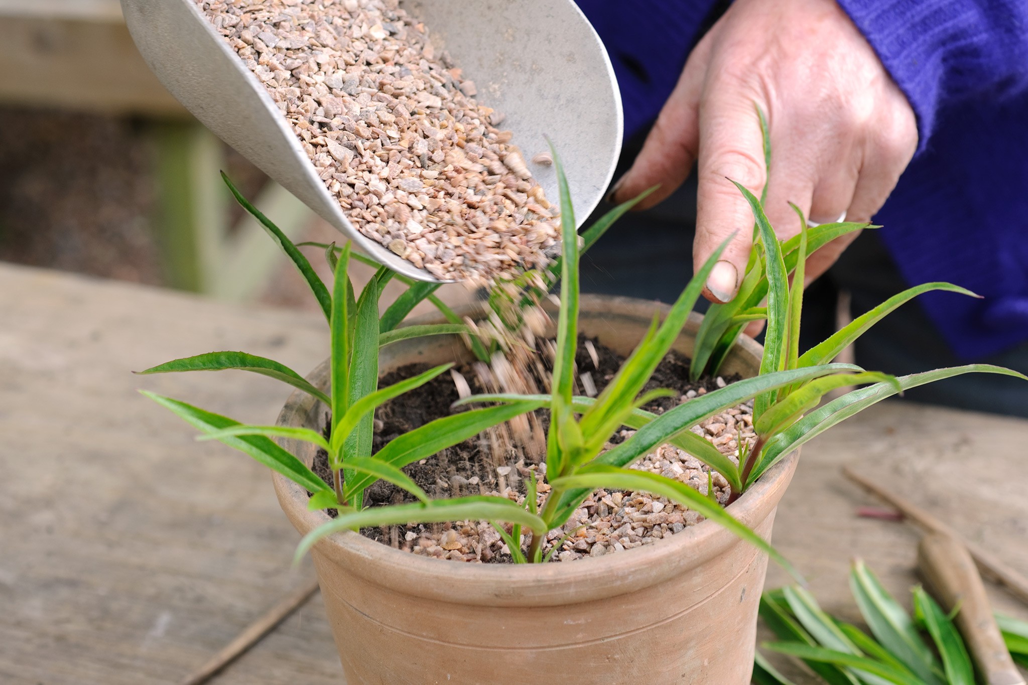 Potted penstemon cuttings