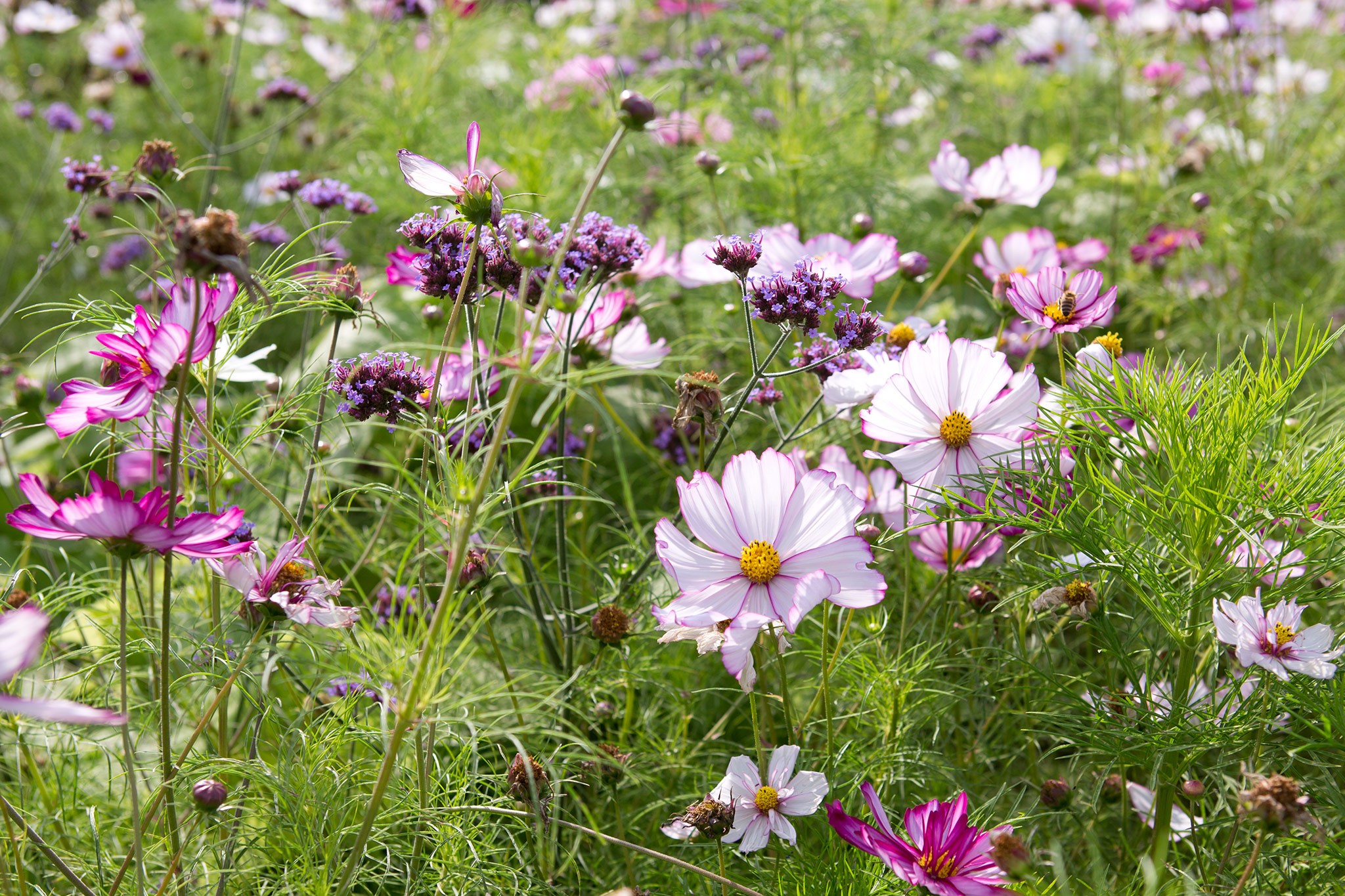 Meadow with cosmos