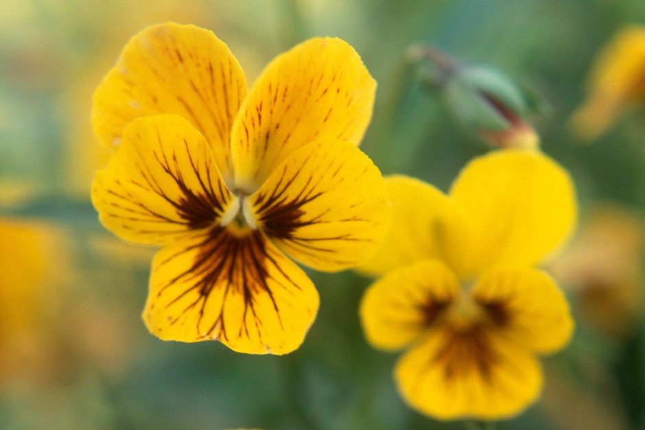 How to grow pansies - Pansy 'Tiger Eyes'