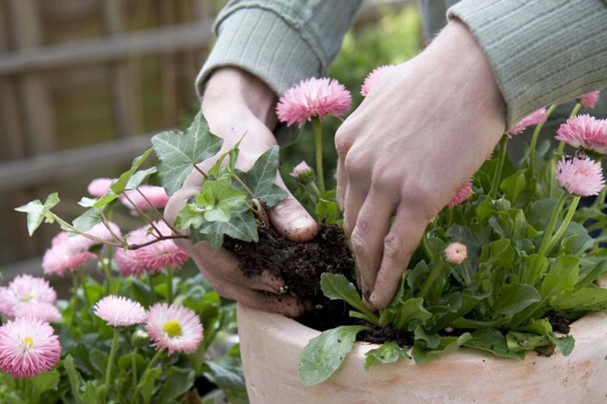 Planting the ivy around the bellis daisies