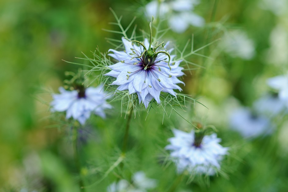 How to grow love-in-a-mist