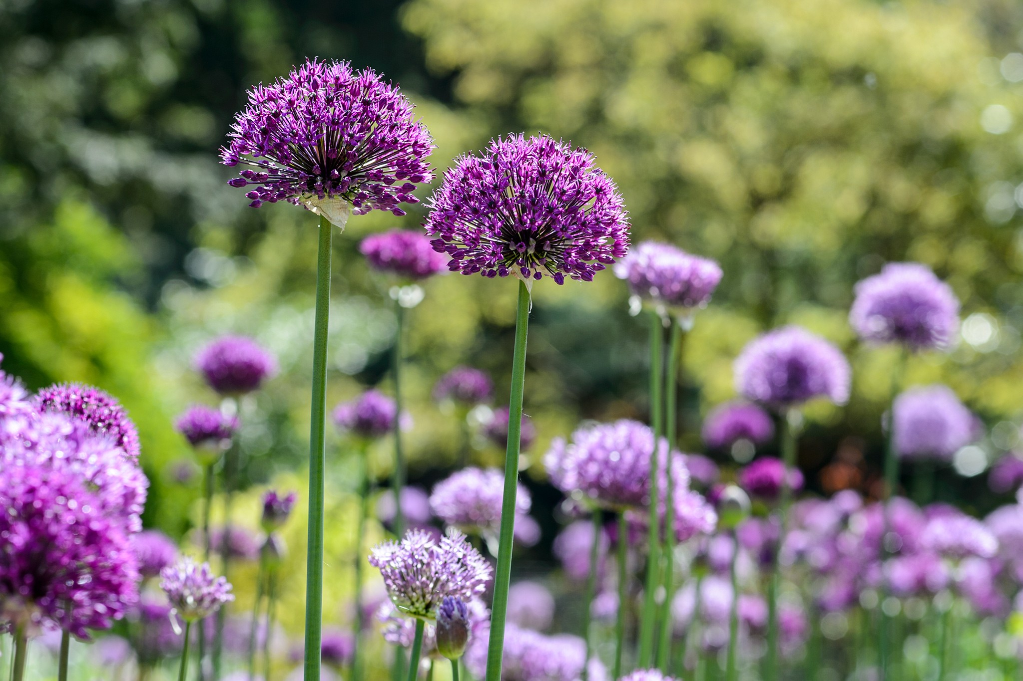 Alliums