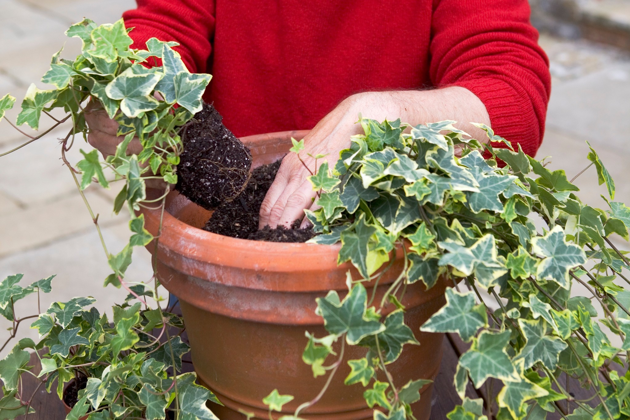 Planting ivy around the edge of a pot