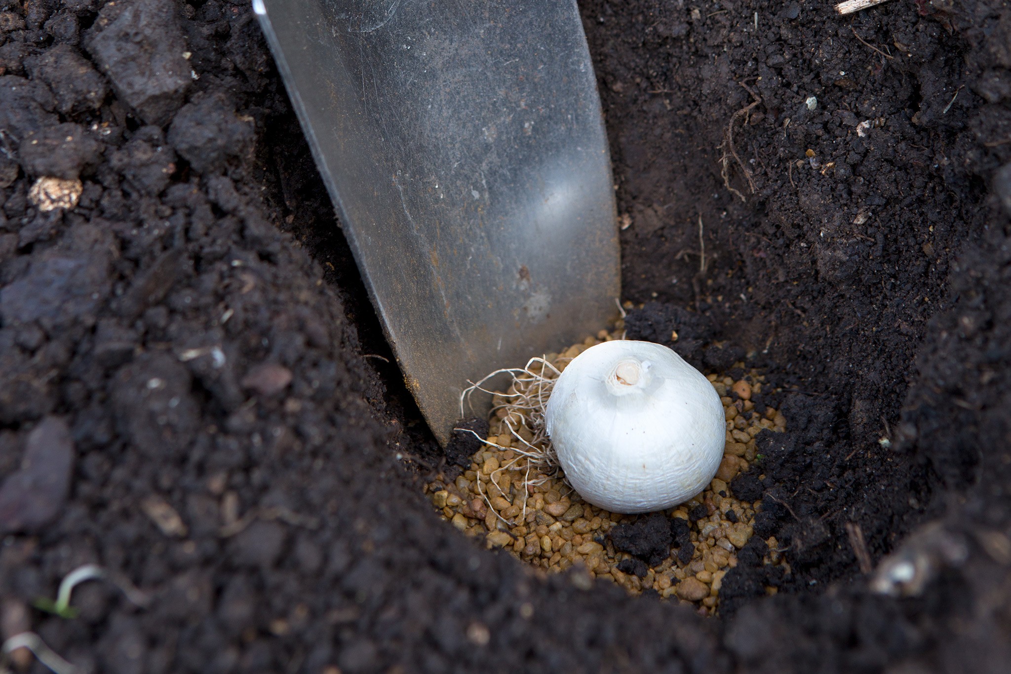 Planting alliums