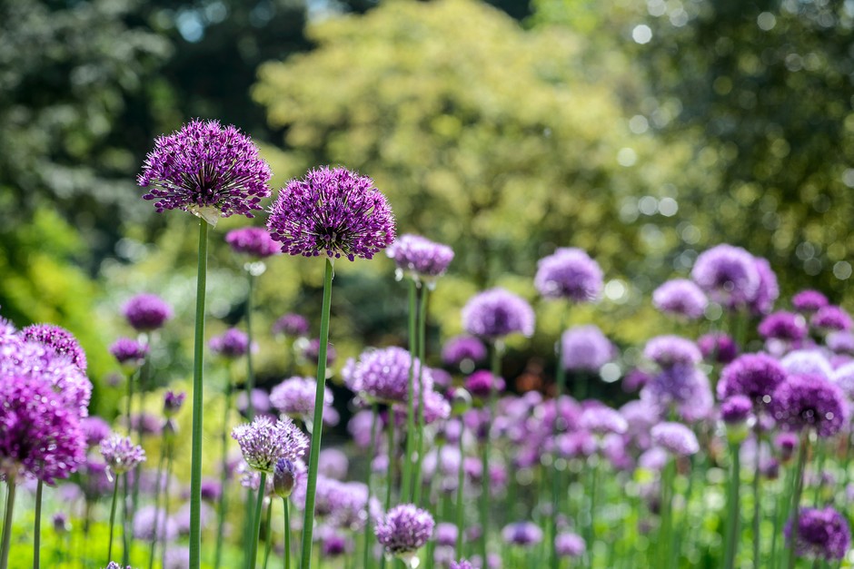 Purple alliums blooming