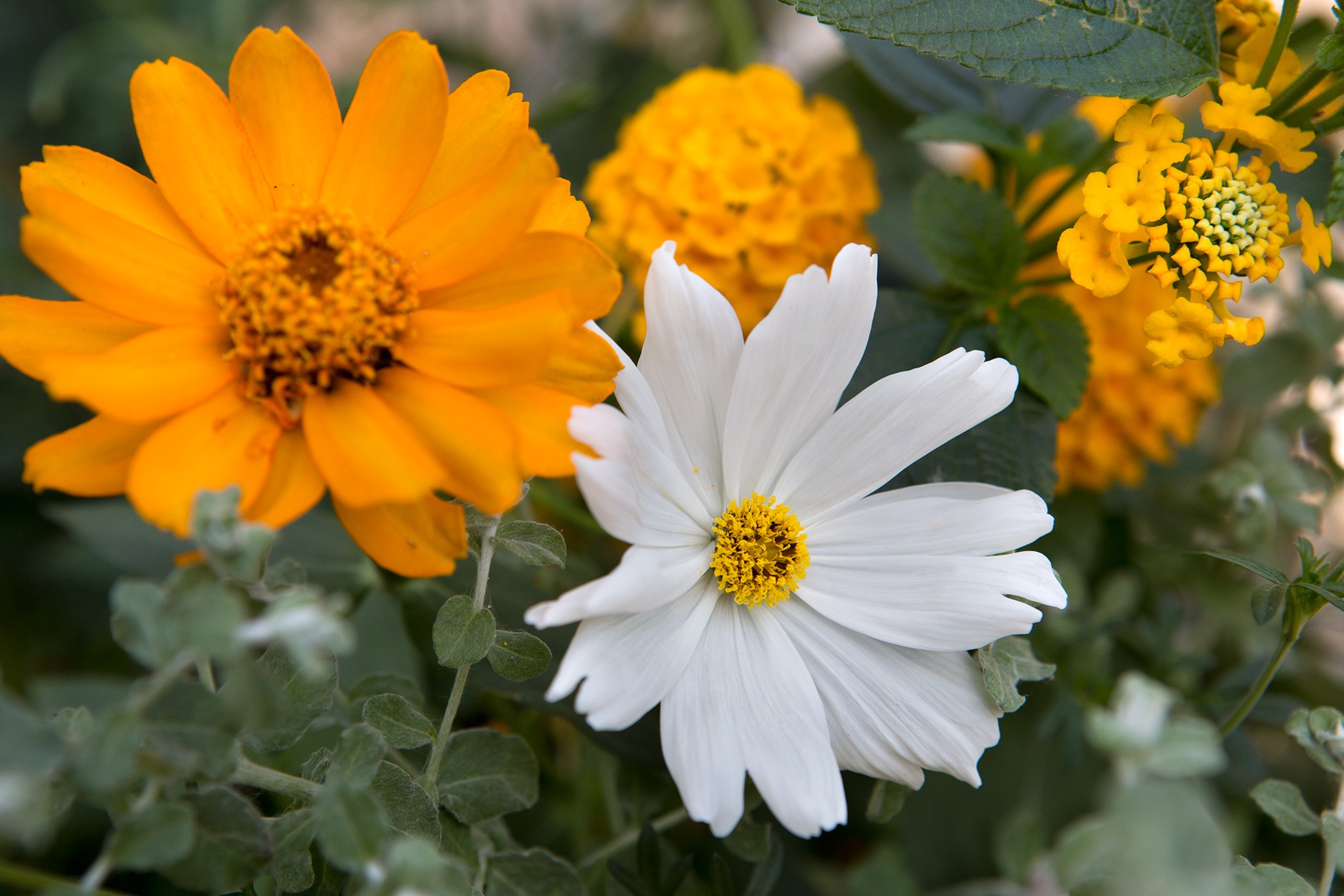 Cosmos and bidens