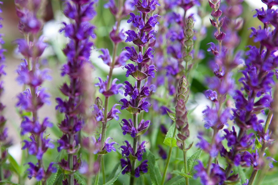 How to grow salvias