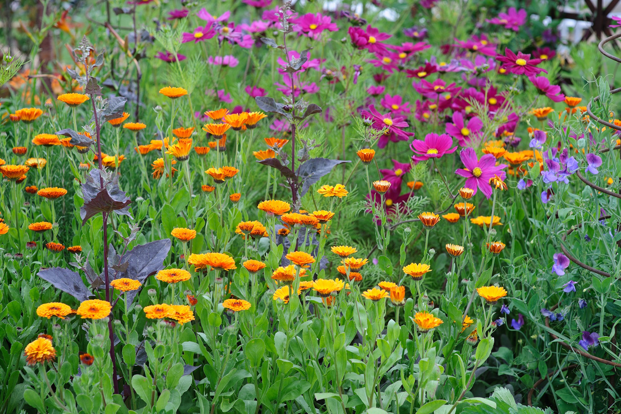 French marigolds growing with cosmos