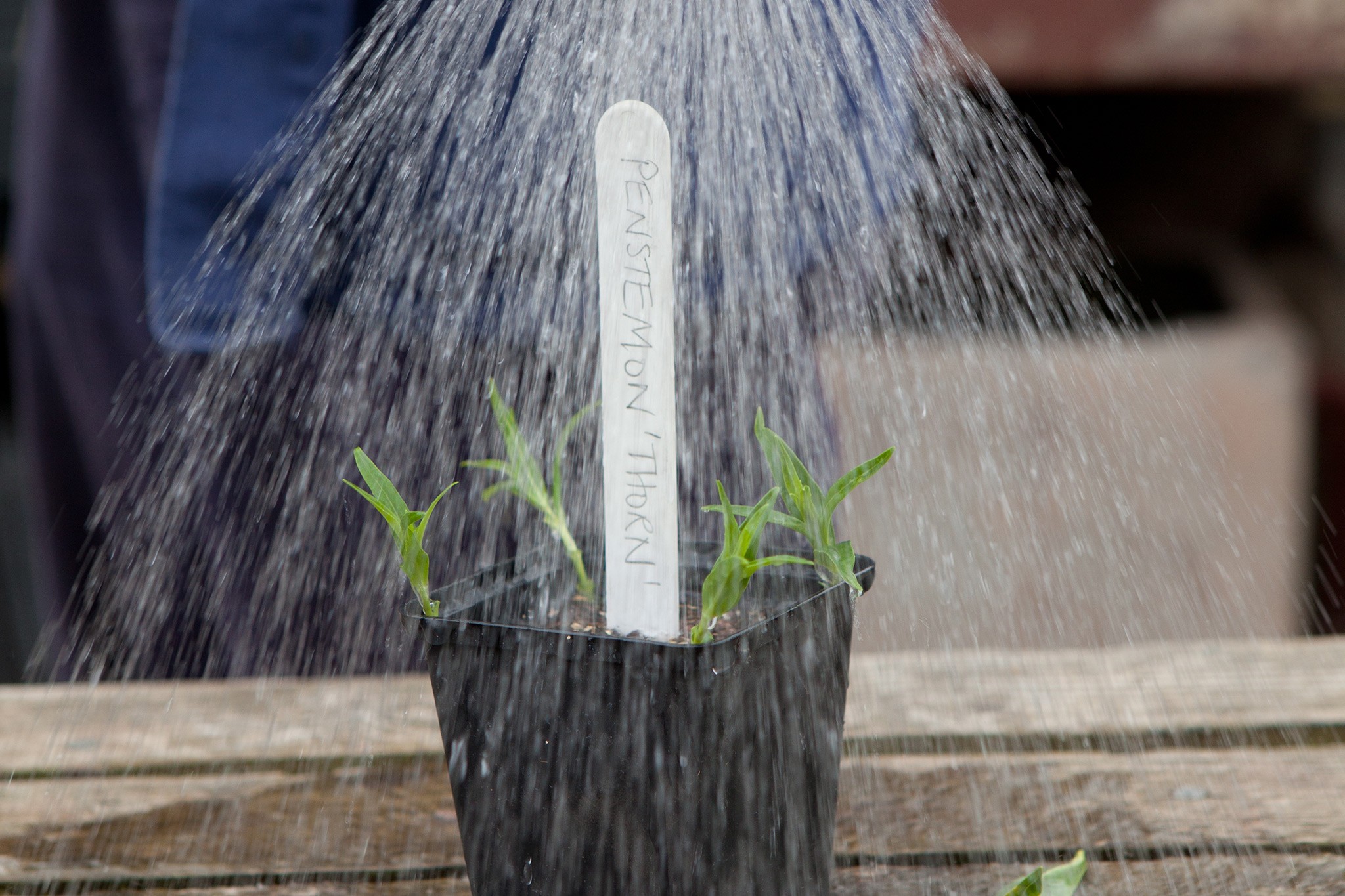 Watering the penstemon cuttings