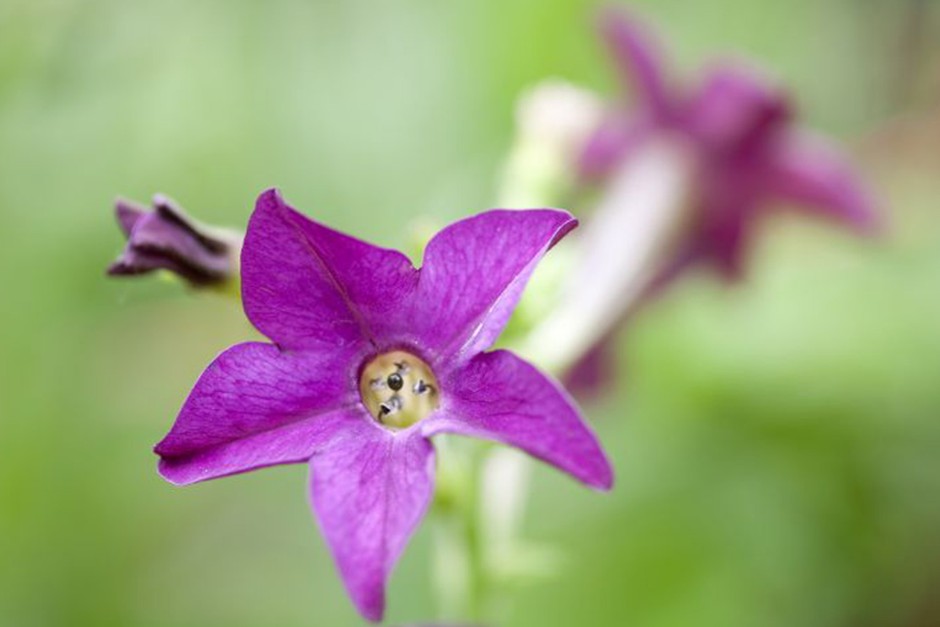 How to grow nicotiana from seed