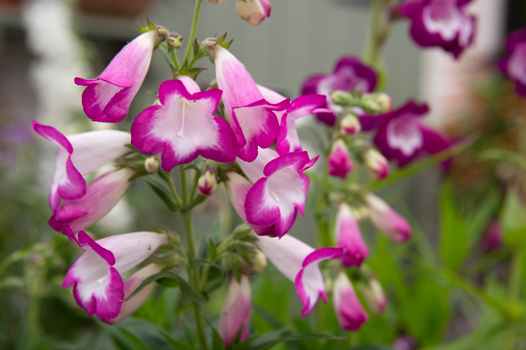 Penstemon 'Laura'