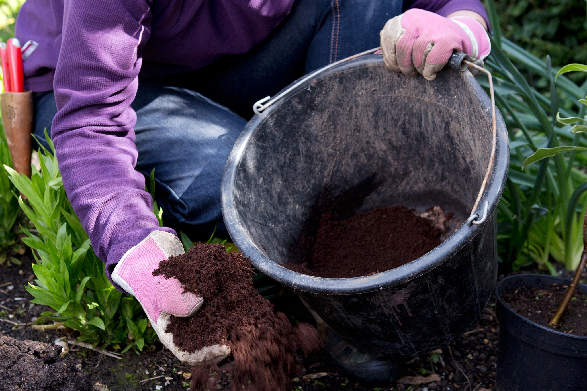 How to plant a flowering evergreen shrub - adding compost to the planting hole