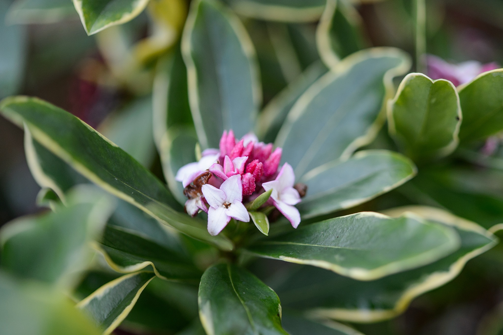 Daphne odora 'Aureomarginata'