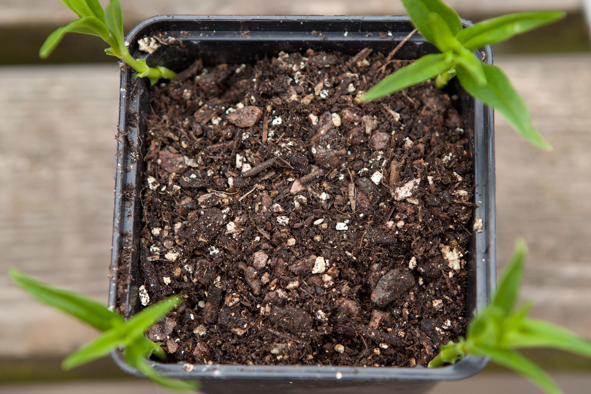 Penstemon cuttings in compost