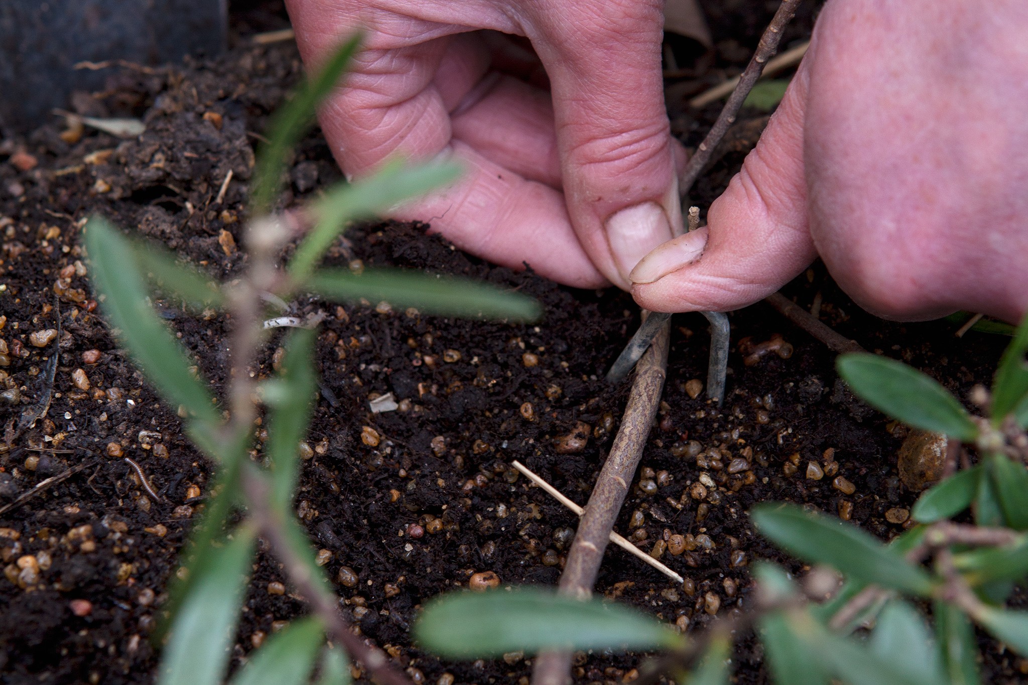 Propagating a daphne by layering