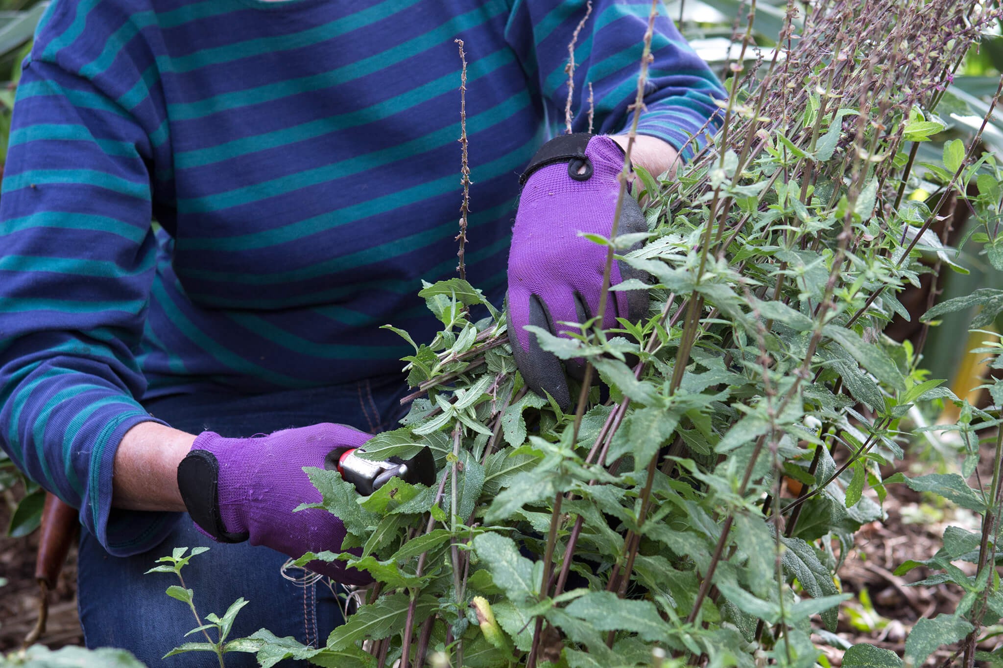 Cutting back salvias in autumn