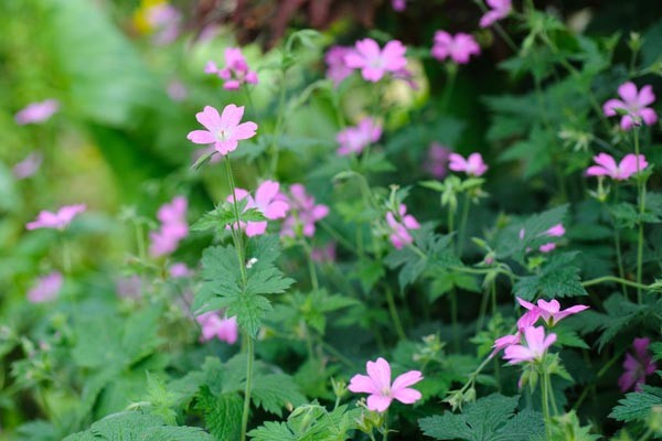 Geranium x oxonianum 'Wargrave Pink'