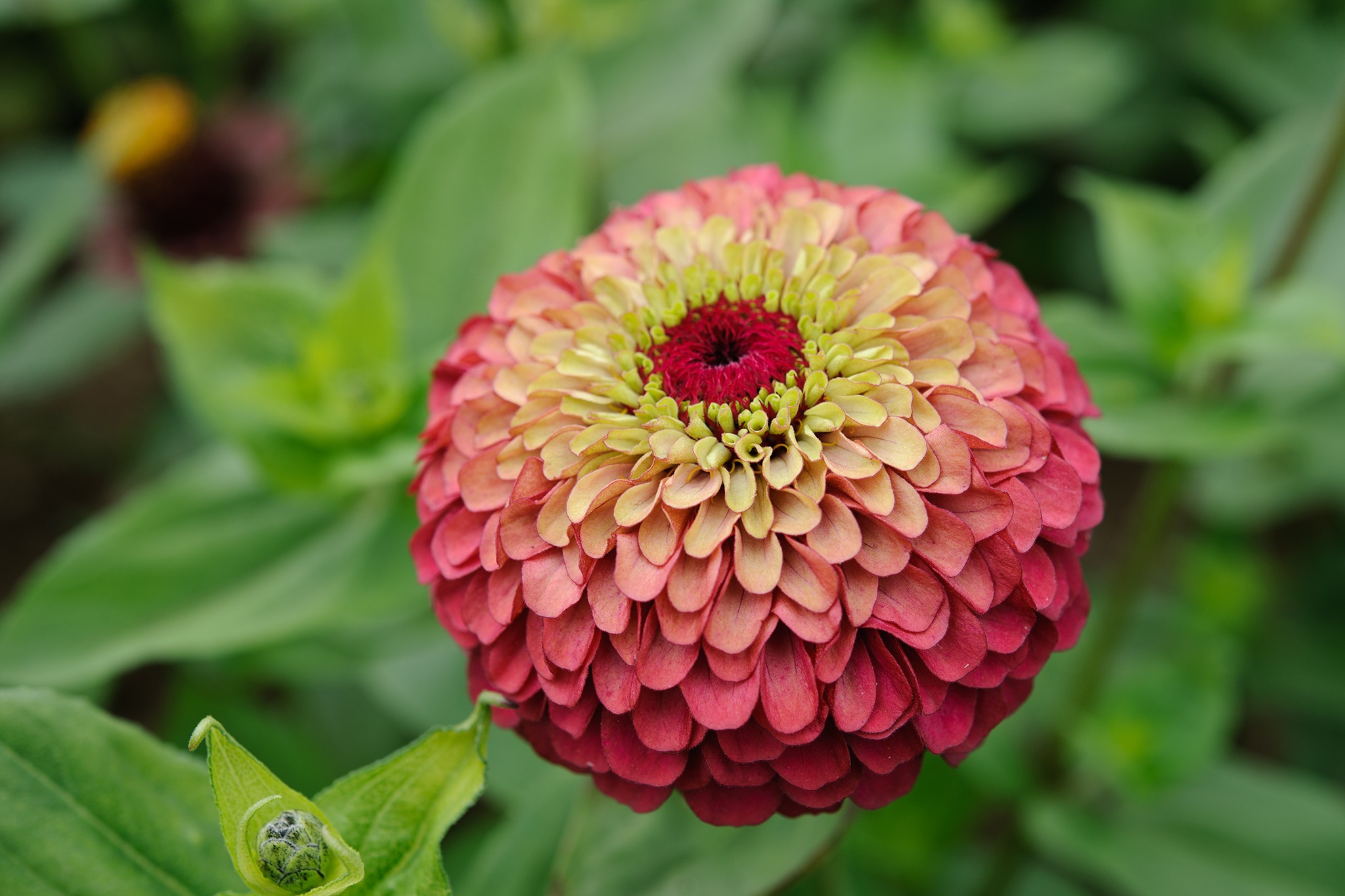 Zinnia Queen Red Lime