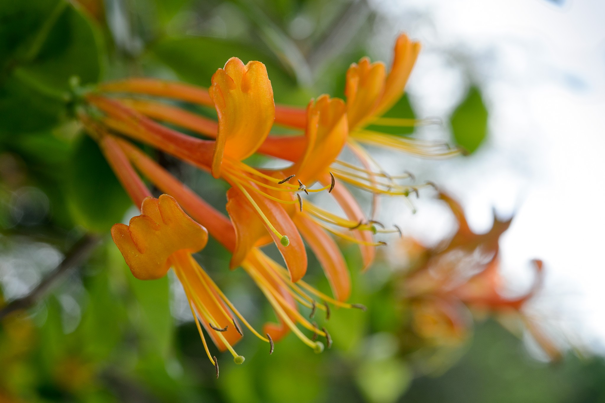 Lonicera 'Mandarin'